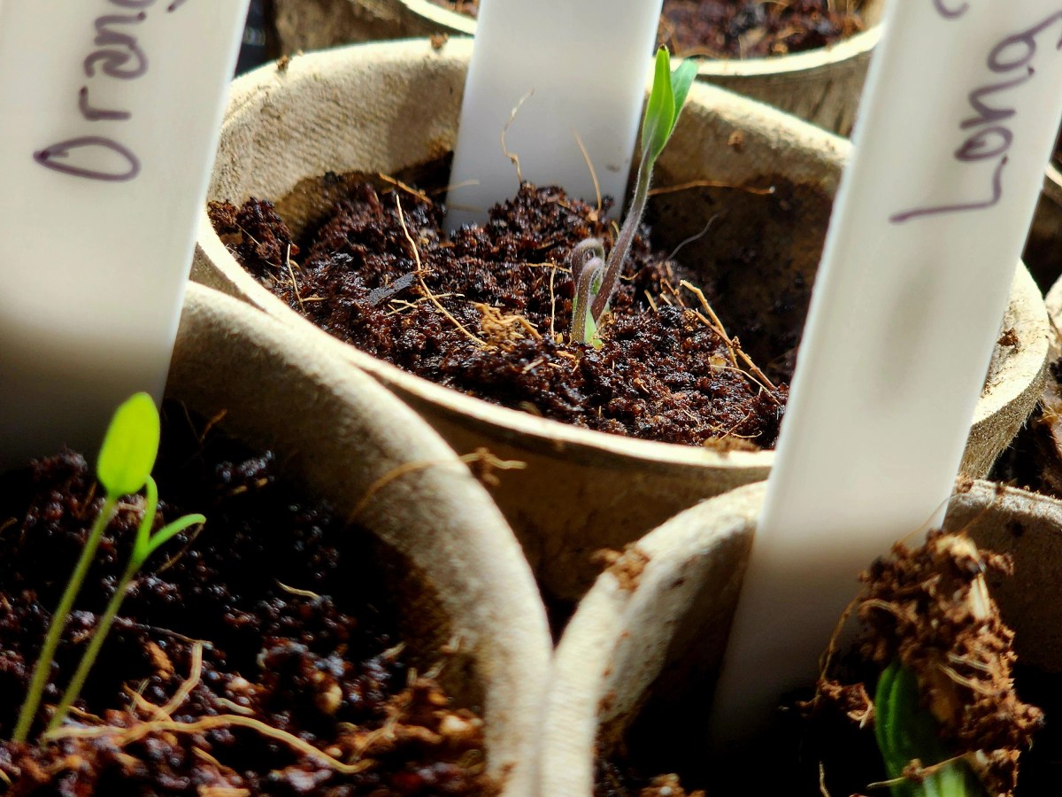 Seed Starting the Future Garden&nbsp;Organically