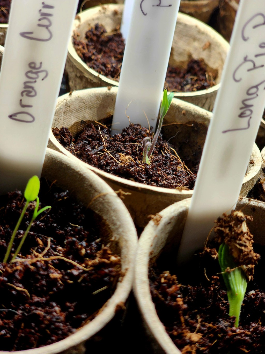 Seed Starting the Future Garden&nbsp;Organically